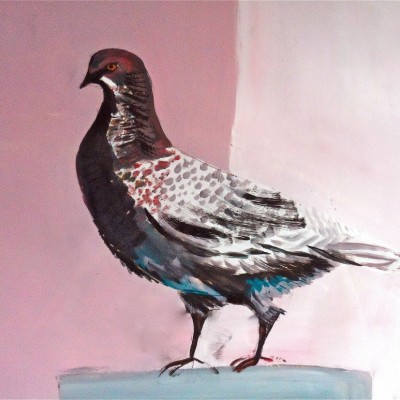 Lone Pigeon